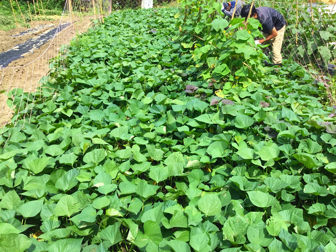 【ブログ】福津市にて２度目の野菜収穫をしてきました!!