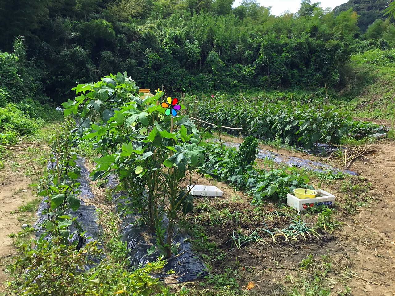 【ブログ】福津市にて２度目の野菜収穫をしてきました!!